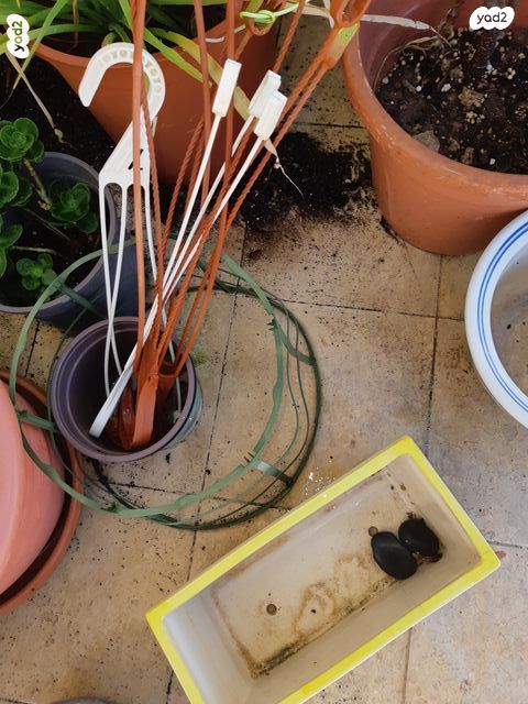 12 כדים-פורצלן, חרס + מתנות