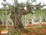 עצים ועציצים