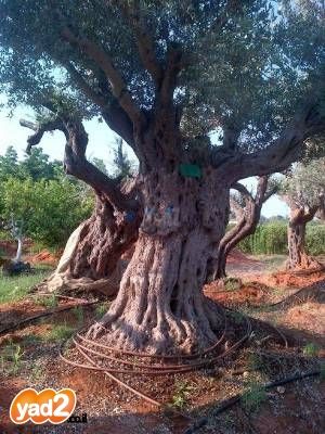 עצי זית עתיקים