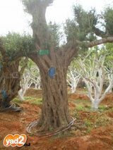 עצים ועציצים