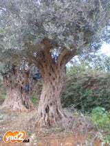 עצי זית עתיקים