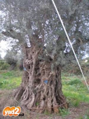 עצי זית עתיקים