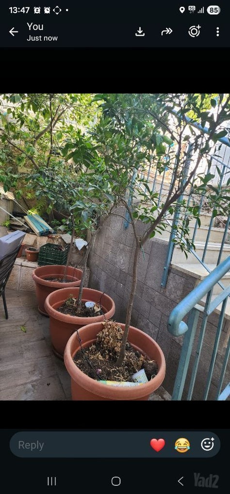 עצי הדר בני 6 שנים