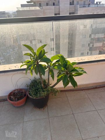עצי פיטנה