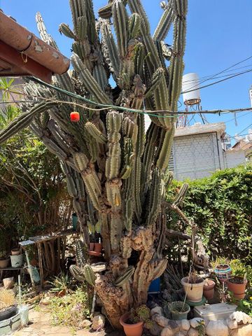 קקטוס ענק
