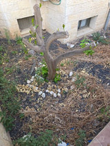 עצי פרי