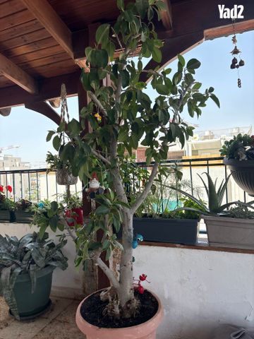 עץ פיקוס מעוצב