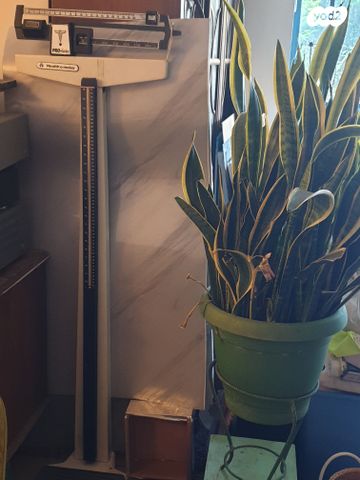 משקל ומד גובה