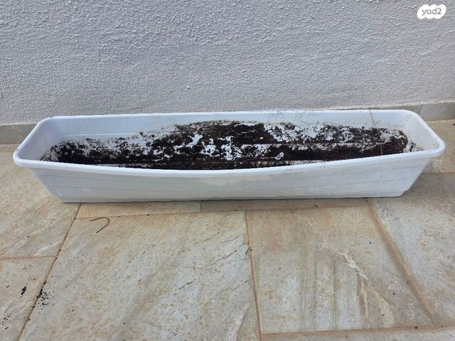 אדנית