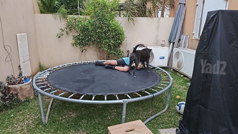 טרמפולינה