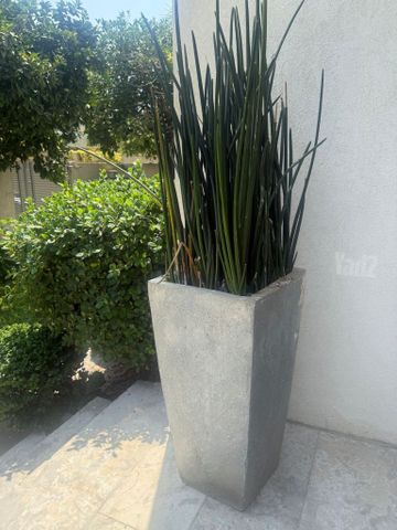 עציץ