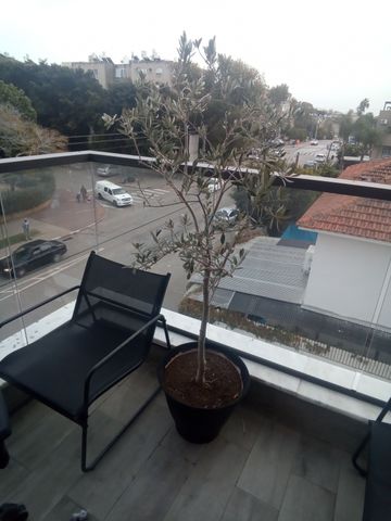 עץ זית