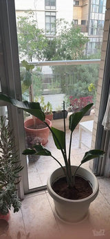עציצים