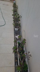 עציצים