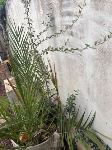 עץ זית צעיר