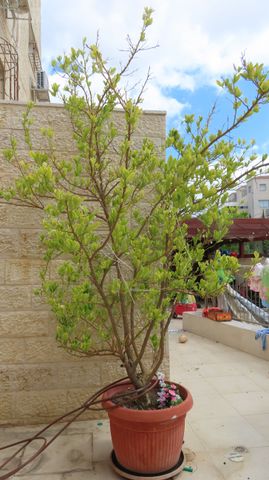 עץ אתרוג תימני