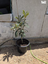 עץ שסק צעיר