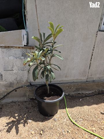 עץ שסק צעיר