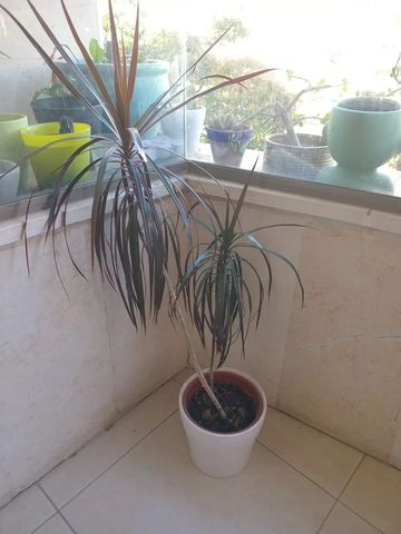 צמחים דרנצה
