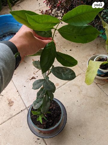 שתיל קטן של גויאבה תותית