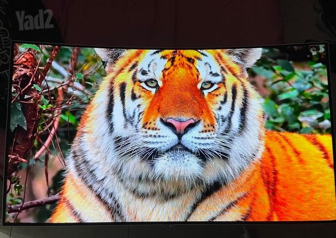 OLED 55