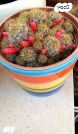 צמחים למכירה
