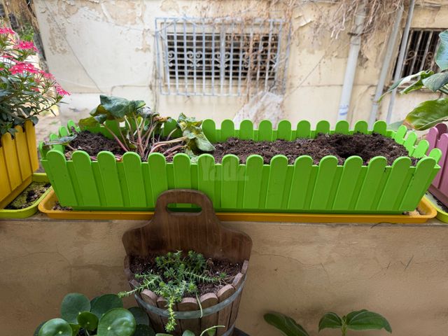 עצים וצמחים