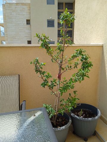 עציץ
