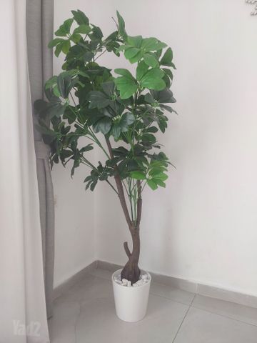 עץ נוי