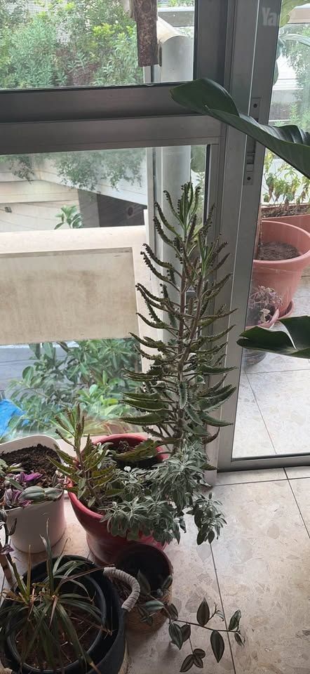 עציצים