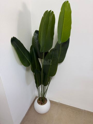 עציץ