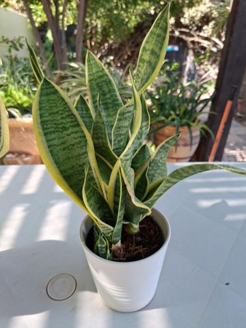 עציץ