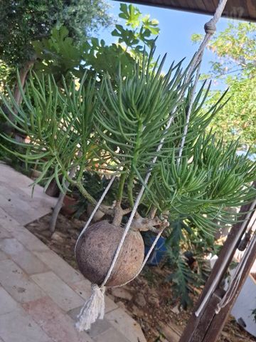 סביון הימלאיה,בונסאי בקוקוס.