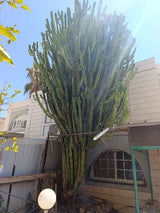 קקטוס בן 40 שנה