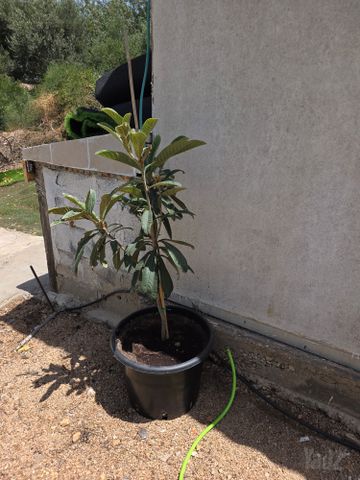 עץ שסק