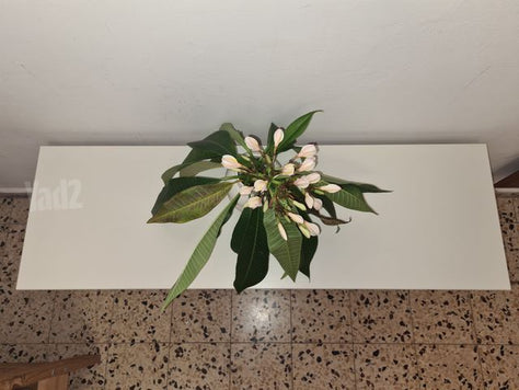 שידה לנעליים