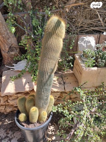 קקטוס