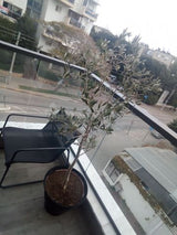 עץ זית