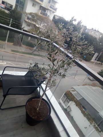 עץ זית