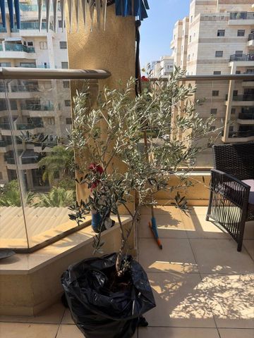 עץ זית