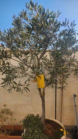 עץ זית