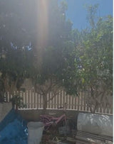 עצי פרי למכירה