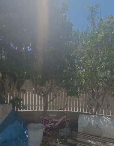 עצי פרי למכירה