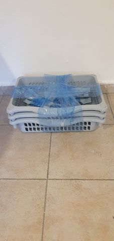 ארגונית סלסות