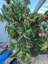 עציצים
