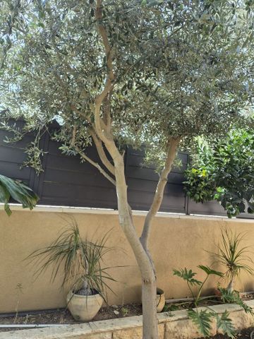 צמחים