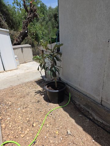 עץ שסק