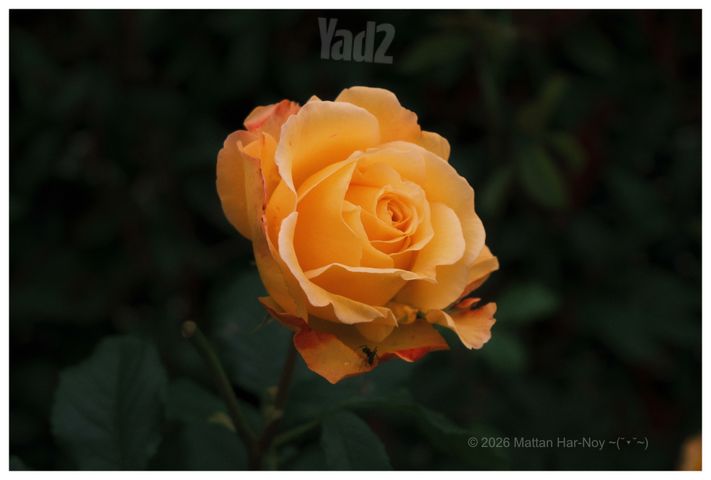 עדשה FUJINON XC15-45mmF3.5-5.6