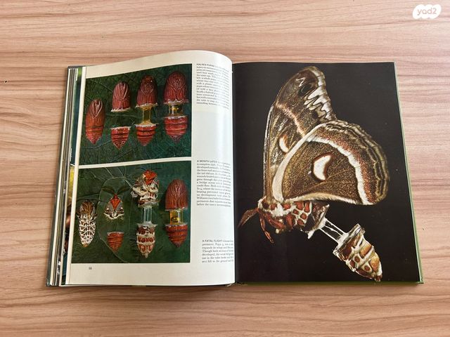 ספר the Insects