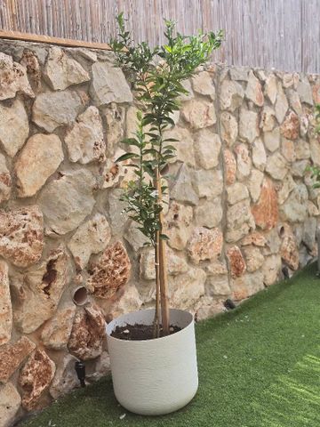 עצי פרי הדר.